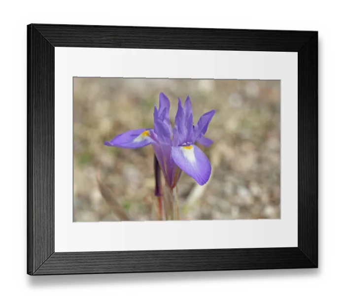 Framed Print : Barbary nut iris (Moraea sisyrinchium) flowering on arid coastal ground behind a beach, Cabo de Gata-Nijar Natural Park, Almeria, Spain. March Framed Print : Barbary nut iris (Moraea sisyrinchium) flowering on arid coastal ground behind a beach, Cabo de Gata-Nijar Natural Park, Almeria, Spain. March