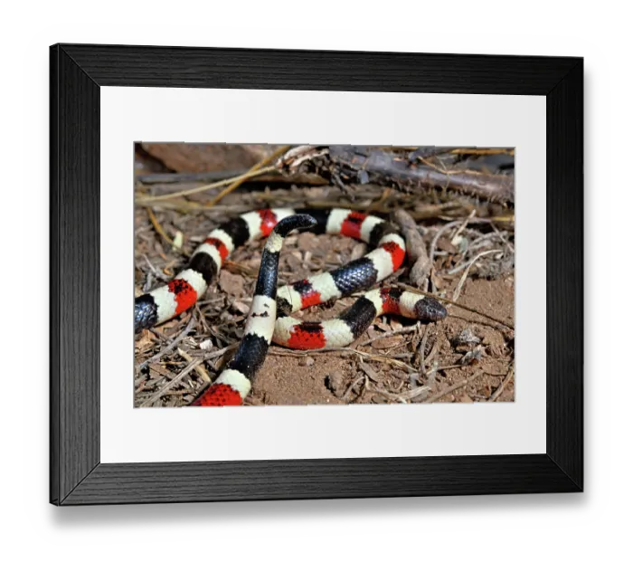 Framed Print : Arizona coral snake (Micruroides euryxanthus) portrait, Arizona, USA. September Framed Print : Arizona coral snake (Micruroides euryxanthus) portrait, Arizona, USA. September