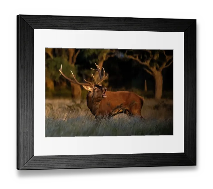 Framed Print : Red deer (Cervus elaphus) stag, bellowing, La Pampa Province, Patagonia, Argentina Framed Print : Red deer (Cervus elaphus) stag, bellowing, La Pampa Province, Patagonia, Argentina