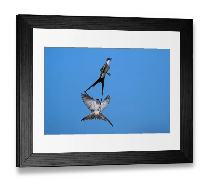 Framed Print : Two Fork tailed flycatchers (Tyrannus savana) in flight, La Pampa Province, Argentina Framed Print : Two Fork tailed flycatchers (Tyrannus savana) in flight, La Pampa Province, Argentina