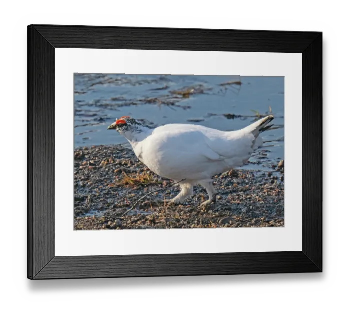 Framed Print : Rock ptarmigan (Lagopus muta) male, walking across an ice-melt stream on the tundra, Batsfjordfjellet, Finnmark, Norway. May Framed Print : Rock ptarmigan (Lagopus muta) male, walking across an ice-melt stream on the tundra, Batsfjordfjellet, Finnmark, Norway. May