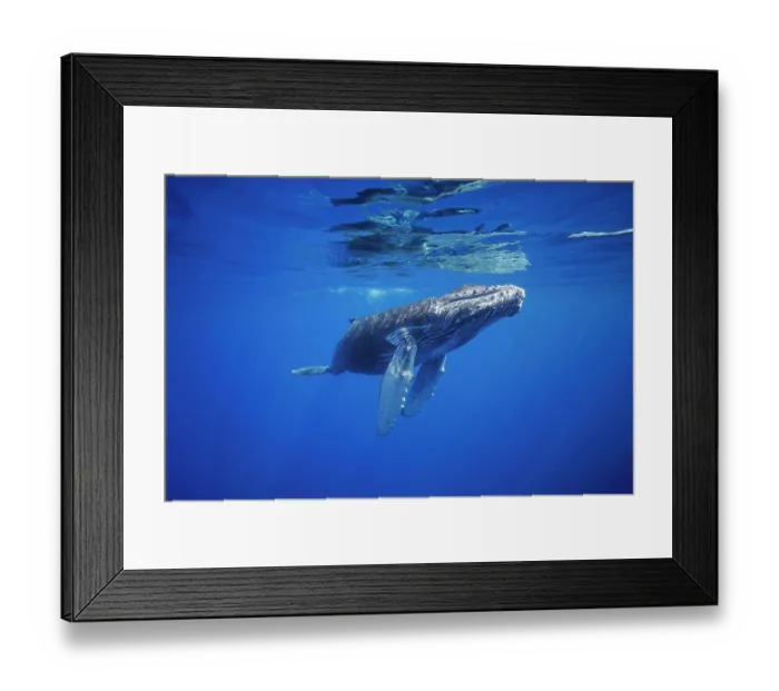 Framed Print : Humpback whale (Megaptera novaeangliae) swimming close to the surface, Hawaii, Pacific Ocean Framed Print : Humpback whale (Megaptera novaeangliae) swimming close to the surface, Hawaii, Pacific Ocean