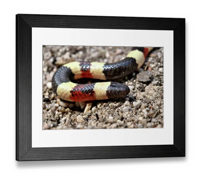 Framed Print : Arizona coral snake (Micruroides euryxanthus) portrait, Arizona, USA. September Framed Print : Arizona coral snake (Micruroides euryxanthus) portrait, Arizona, USA. September