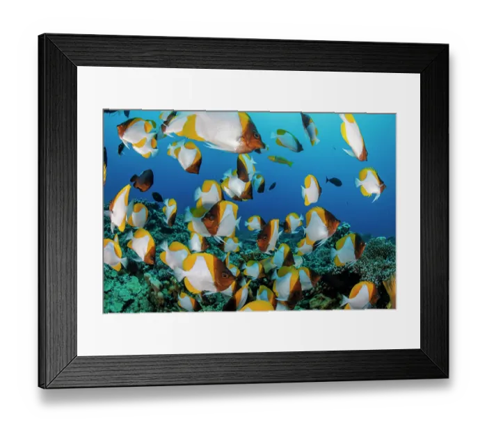 Framed Print : Pyramid butterflyfish (Hemitaurichthys polylepis) school, Saipan, Mariana Islands, Philippines Sea Framed Print : Pyramid butterflyfish (Hemitaurichthys polylepis) school, Saipan, Mariana Islands, Philippines Sea