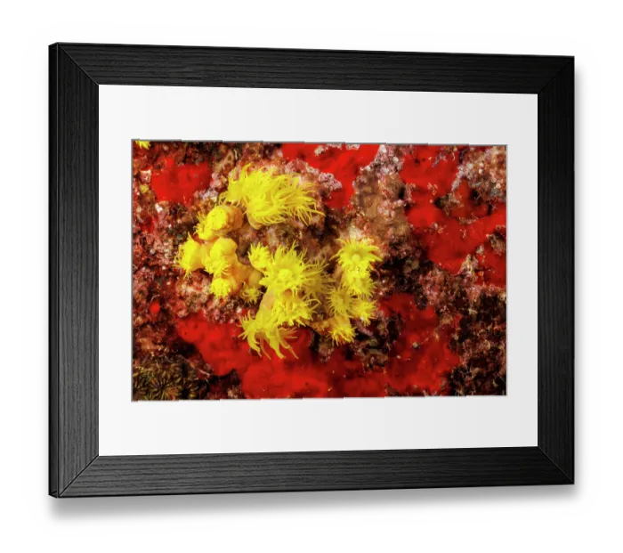 Framed Print : Yellow cave coral (Tubastraea faulkneri) on a reef, Saipan, Mariana Islands, Philippines Sea Framed Print : Yellow cave coral (Tubastraea faulkneri) on a reef, Saipan, Mariana Islands, Philippines Sea