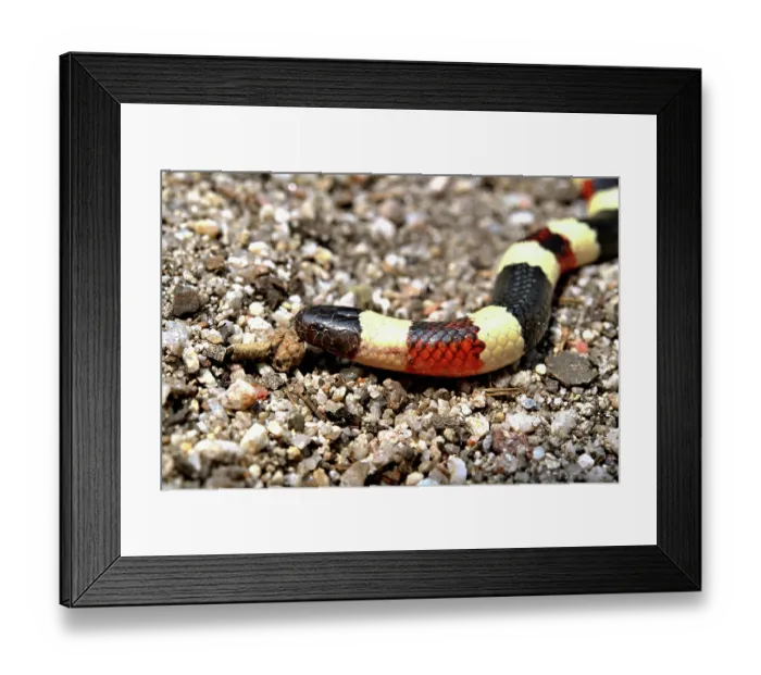 Framed Print : Arizona coral snake (Micruroides euryxanthus) portrait, Arizona, USA. September