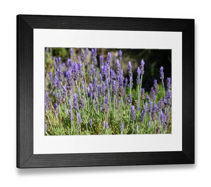 Framed Print : Fringed / French lavender (Lavandula dentata) in flower, Cabo de Gata-Nijar Natural Park, Almeria, Spain. March Framed Print : Fringed / French lavender (Lavandula dentata) in flower, Cabo de Gata-Nijar Natural Park, Almeria, Spain. March