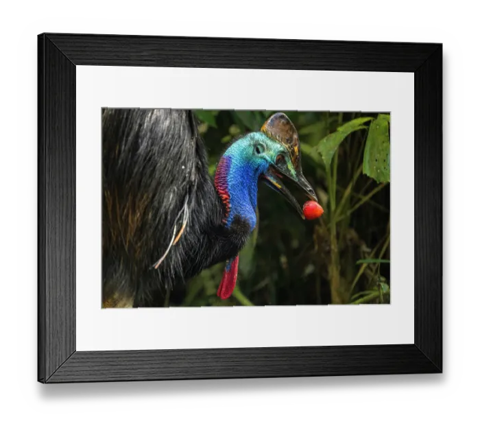 Framed Print : Southern cassowary (Casuarius casuarius) feeding on a native fig tree fruit, Cape Tribulation, Far North Queensland, Australia. Endangered Framed Print : Southern cassowary (Casuarius casuarius) feeding on a native fig tree fruit, Cape Tribulation, Far North Queensland, Australia. Endangered