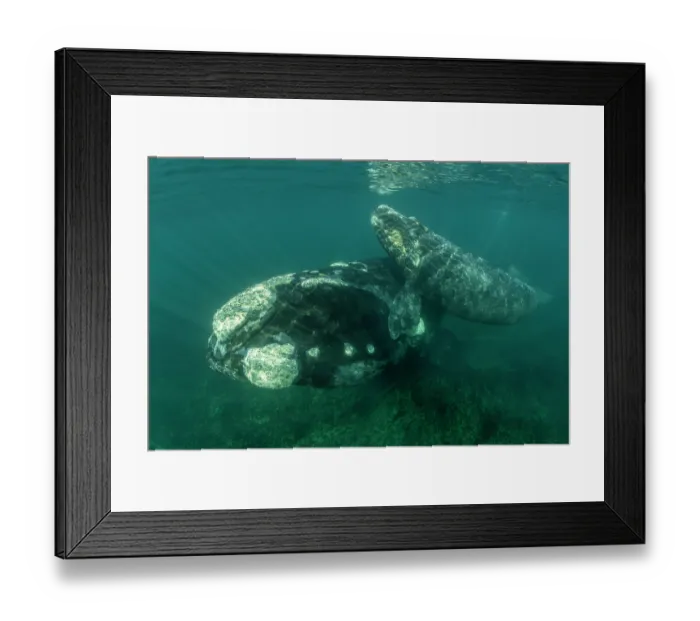 Framed Print : Southern right whale (Eubalaena australis) female with calf in the shallow protected waters of the Golfo Nuevo, Valdez Peninsula, Argentina Framed Print : Southern right whale (Eubalaena australis) female with calf in the shallow protected waters of the Golfo Nuevo, Valdez Peninsula, Argentina