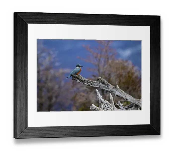Framed Print : Ringed kingfisher (Megaceryle torquata) perched on a branch, Lake La Plata, Chubut Province, Patagonia, Argentina Framed Print : Ringed kingfisher (Megaceryle torquata) perched on a branch, Lake La Plata, Chubut Province, Patagonia, Argentina