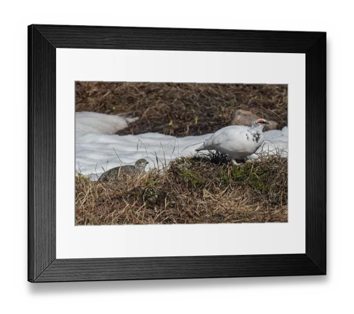 Framed Print : Rock ptarmigan (Lagopus muta) male escorting female over a grassy clump beside a snowfield, Batsfjordfjellet, Finnmark, Norway. June Framed Print : Rock ptarmigan (Lagopus muta) male escorting female over a grassy clump beside a snowfield, Batsfjordfjellet, Finnmark, Norway. June