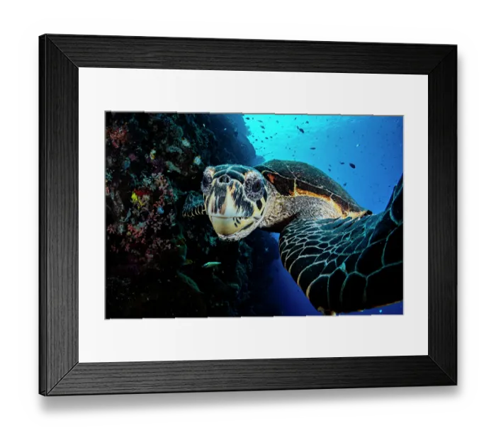 Framed Print : RF - Hawksbill sea turtle (Eretmochelys imbricata) portrait, Siladan Island, North Sulawesi, Indonesia, Pacific Ocean. Critically endangered Framed Print : RF - Hawksbill sea turtle (Eretmochelys imbricata) portrait, Siladan Island, North Sulawesi, Indonesia, Pacific Ocean. Critically endangered