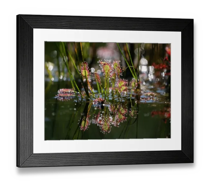 Framed Print : Sundew leaves (Drosera intermedia) glistening in sunlight with reflection in pond, Bavaria, Germany. August Framed Print : Sundew leaves (Drosera intermedia) glistening in sunlight with reflection in pond, Bavaria, Germany. August