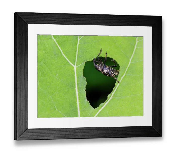 Framed Print : Butterbur weevil (Liparus glabrirostris) feeding on Butterbur leaf (Petasites hybridus), Upper Bavaria, Germany. May Framed Print : Butterbur weevil (Liparus glabrirostris) feeding on Butterbur leaf (Petasites hybridus), Upper Bavaria, Germany. May