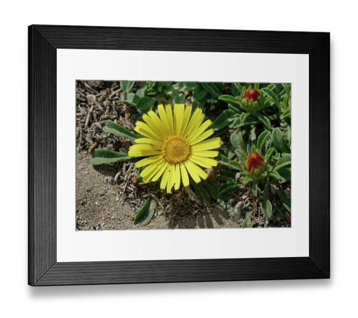 Framed Print : Yellow sea daisy (Asteriscus maritimus) flowering on coastal sand dunes, Cabo de Gata-Nijar Natural Park, Almeria, Spain. March Framed Print : Yellow sea daisy (Asteriscus maritimus) flowering on coastal sand dunes, Cabo de Gata-Nijar Natural Park, Almeria, Spain. March