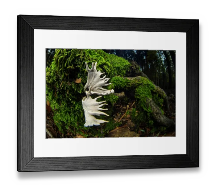 Framed Print : Candlesnuff fungus (Xylaria hypoxylon) growing on a tree root, Aveto Regional Park, Italy. October