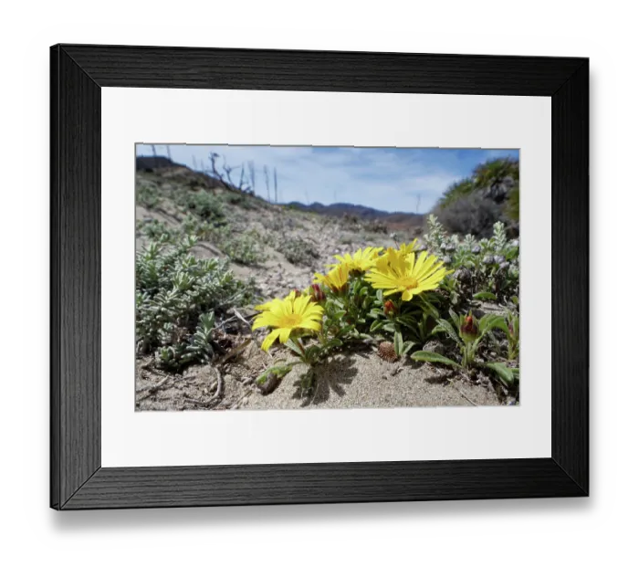 Framed Print : Yellow sea daisy (Asteriscus maritimus) flowering on coastal sand dunes, Cabo de Gata-Nijar Natural Park, Almeria, Spain. March Framed Print : Yellow sea daisy (Asteriscus maritimus) flowering on coastal sand dunes, Cabo de Gata-Nijar Natural Park, Almeria, Spain. March