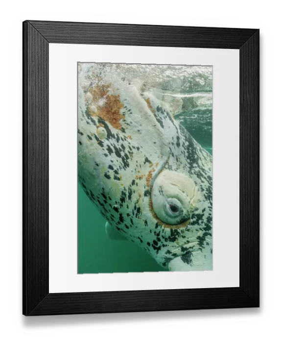 Framed Print : Southern right whale (Eubalaena australis) head portrait, Golfo Nuevo, Valdez Peninsula, Argentina Framed Print : Southern right whale (Eubalaena australis) head portrait, Golfo Nuevo, Valdez Peninsula, Argentina