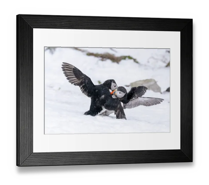 Framed Print : Two Puffins (Fratercula arctica) male, in a territorial fight on snow, Hornoya Island, Varanger, Norway. March Framed Print : Two Puffins (Fratercula arctica) male, in a territorial fight on snow, Hornoya Island, Varanger, Norway. March