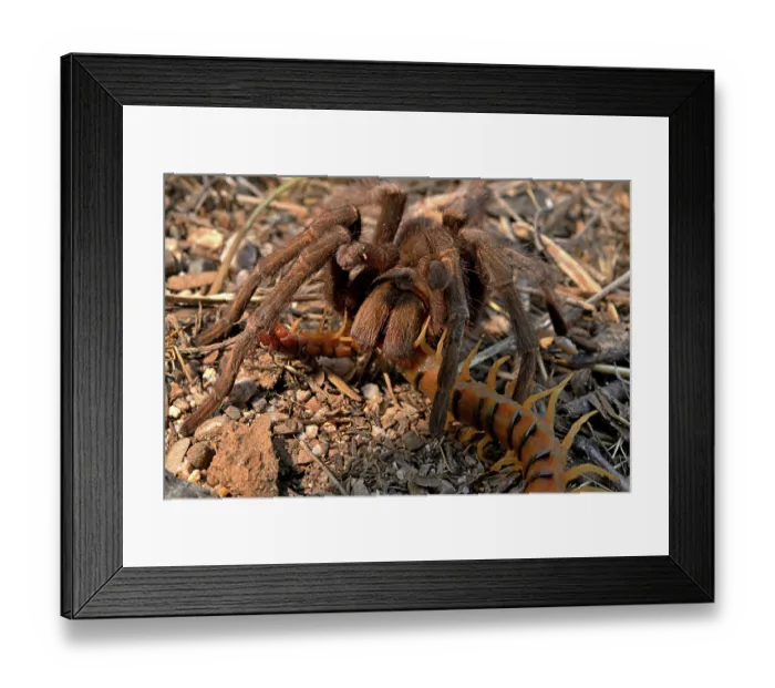 Framed Print : Western desert tarantula (Aphonopelma chalcodes) feeding on a Desert centipede (Scolopendra polymorpha), Arizona, USA. September
