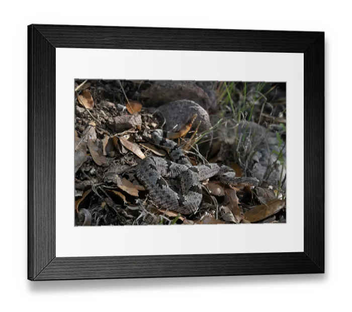 Framed Print : Banded rock rattlesnake (Crotalus lepidus klauberi) camouflaged among leaf litter, Chiricahua mountains, Arizona, USA. September