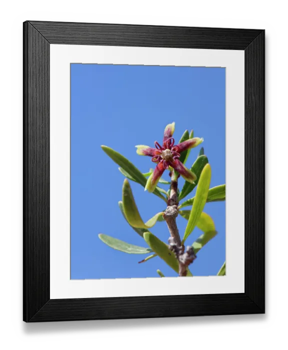 Framed Print : Silk vine (Periploca laevigata angustifolia) in flower, Cabo de Gata-Nijar Natural Park, Almeria, Spain. March Framed Print : Silk vine (Periploca laevigata angustifolia) in flower, Cabo de Gata-Nijar Natural Park, Almeria, Spain. March
