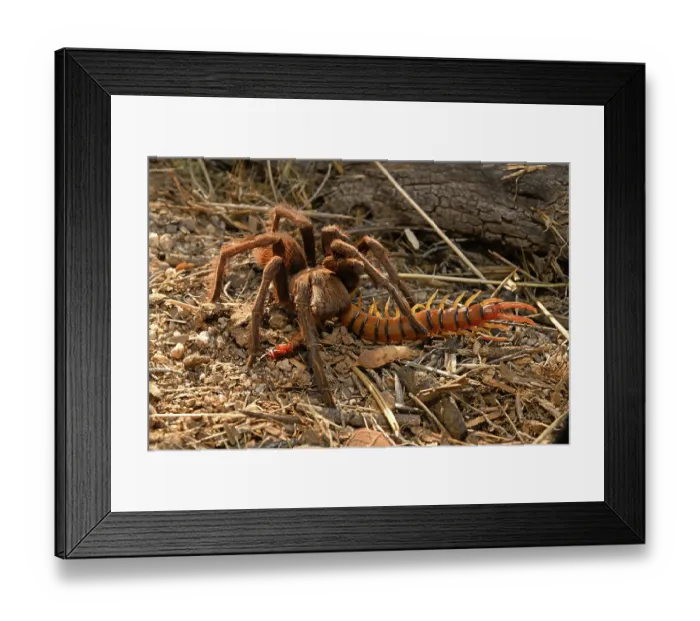 Framed Print : Western desert tarantula (Aphonopelma chalcodes) feeding on a Desert centipede (Scolopendra polymorpha), Arizona, USA. September Framed Print : Western desert tarantula (Aphonopelma chalcodes) feeding on a Desert centipede (Scolopendra polymorpha), Arizona, USA. September