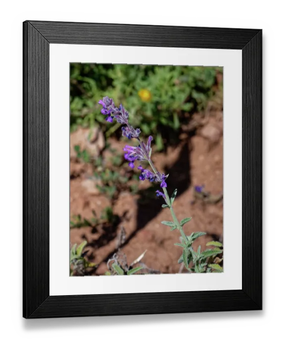 Framed Print : Lesser catmint (Nepeta amethystina laciniata) flowering, Cabo de Gata-Nijar Natural Park, Almeria, Spain. March Framed Print : Lesser catmint (Nepeta amethystina laciniata) flowering, Cabo de Gata-Nijar Natural Park, Almeria, Spain. March