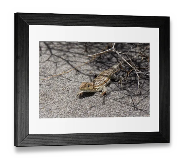Framed Print : Spiny footed lizard (Acanthodactylus erythrurus) basking on sand dune with its front feet raised below spiny Bitter lettuce (Launaea arborescens) bush Framed Print : Spiny footed lizard (Acanthodactylus erythrurus) basking on sand dune with its front feet raised below spiny Bitter lettuce (Launaea arborescens) bush