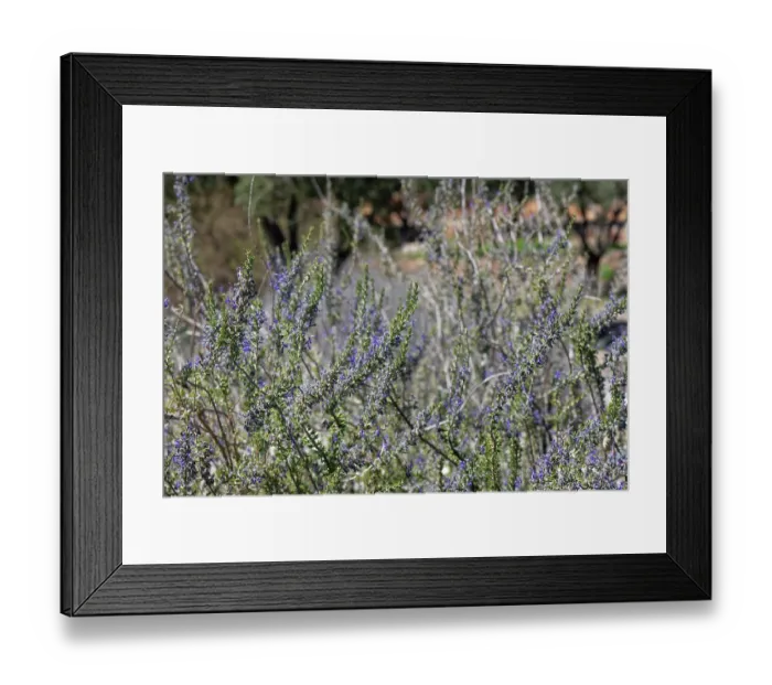 Framed Print : Moroccan salvia (Salvia jordanii) flowering, Cabo de Gata-Nijar Natural Park, Almeria, Spain. March Framed Print : Moroccan salvia (Salvia jordanii) flowering, Cabo de Gata-Nijar Natural Park, Almeria, Spain. March