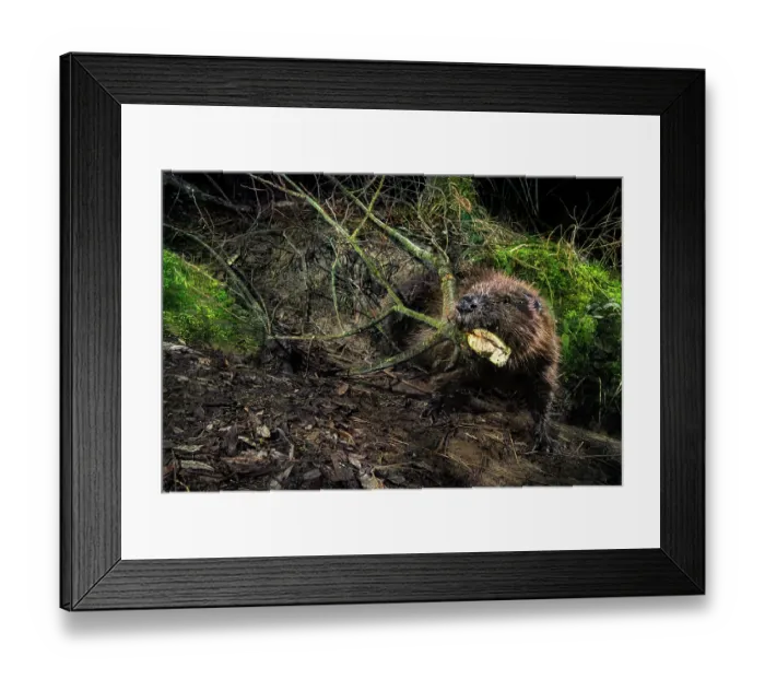 Framed Print : Eurasian beaver (Castor fiber) dragging branches to its dam during the night, Lucerne, Switzerland. December. Camera trap Framed Print : Eurasian beaver (Castor fiber) dragging branches to its dam during the night, Lucerne, Switzerland. December. Camera trap
