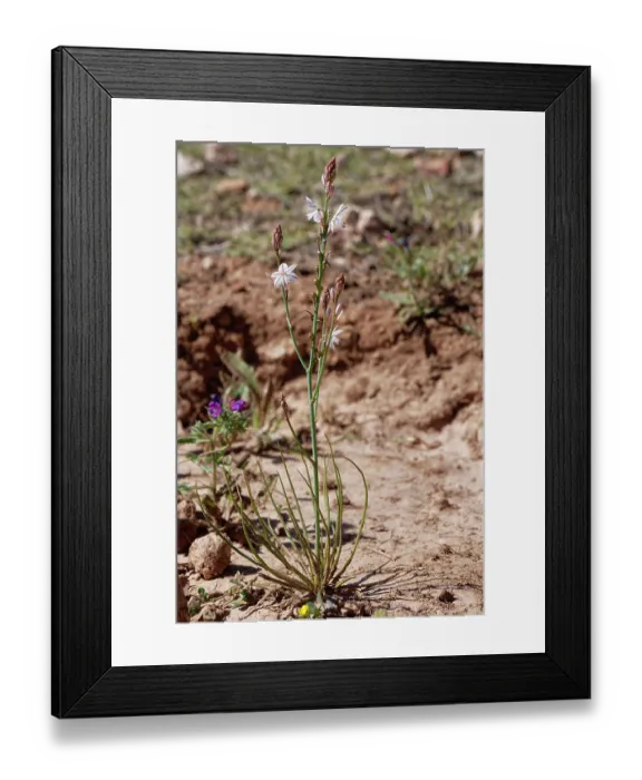 Framed Print : Narrow-leaved asphodel (Asphodelus tenuifolius) flowering, Cabo de Gata-Nijar Natural Park, Almeria, Spain. March Framed Print : Narrow-leaved asphodel (Asphodelus tenuifolius) flowering, Cabo de Gata-Nijar Natural Park, Almeria, Spain. March