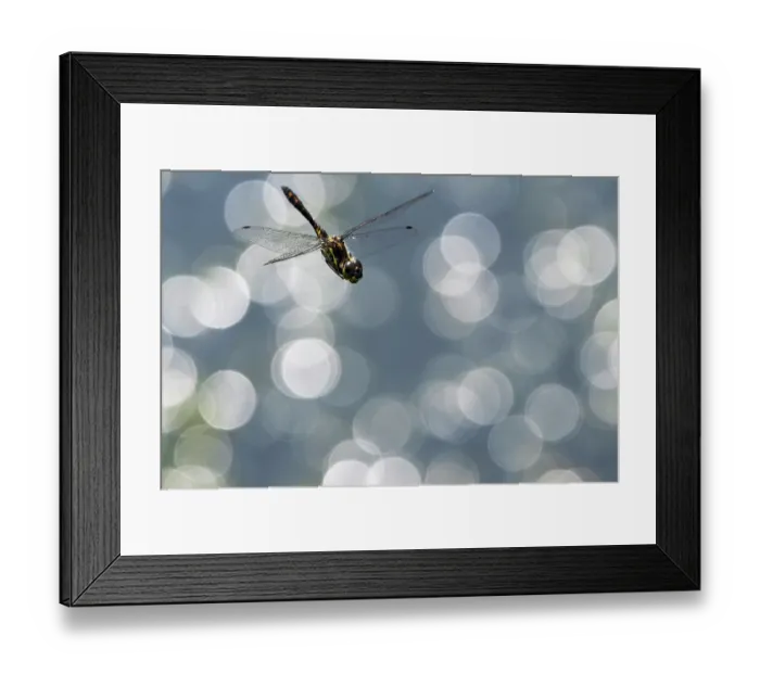 Framed Print : RF - Black darter dragonfly (Sympetrum danae) juvenile male in flight over water, Upper Bavaria, Germany. July Framed Print : RF - Black darter dragonfly (Sympetrum danae) juvenile male in flight over water, Upper Bavaria, Germany. July