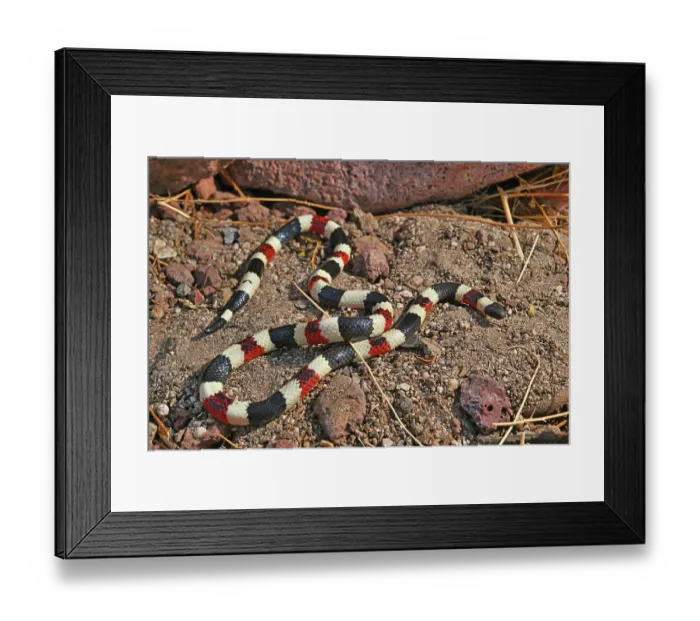 Framed Print : Arizona coral snake (Micruroides euryxanthus) portrait, Arizona, USA. October Framed Print : Arizona coral snake (Micruroides euryxanthus) portrait, Arizona, USA. October