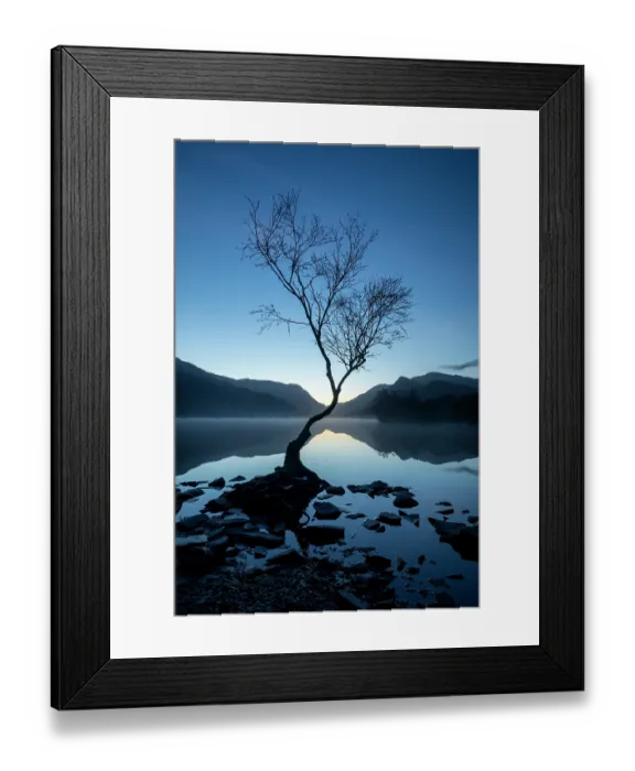 Framed Print : Silver birch (Betula pendula) in blue hour dawn light with Snowdon / Yr Wyddfa in background, Llyn Padarn, Llanberis, Eryri National Park / Snowdonia, North Wales, UK Framed Print : Silver birch (Betula pendula) in blue hour dawn light with Snowdon / Yr Wyddfa in background, Llyn Padarn, Llanberis, Eryri National Park / Snowdonia, North Wales, UK