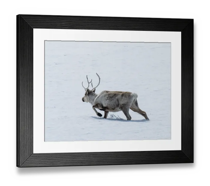 Framed Print : Reindeer (Rangifer tarandus) walking through deep snow, Gamvik Plateau, Finnmark, Norway. May Framed Print : Reindeer (Rangifer tarandus) walking through deep snow, Gamvik Plateau, Finnmark, Norway. May