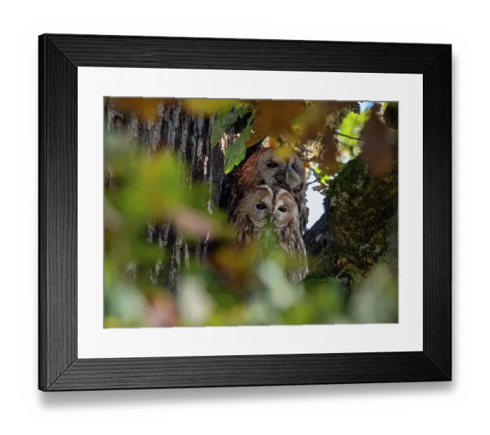 Framed Print : Tawny owls (Strix aluco) pair, perched together in tree, Bavaria, Germany. October Framed Print : Tawny owls (Strix aluco) pair, perched together in tree, Bavaria, Germany. October