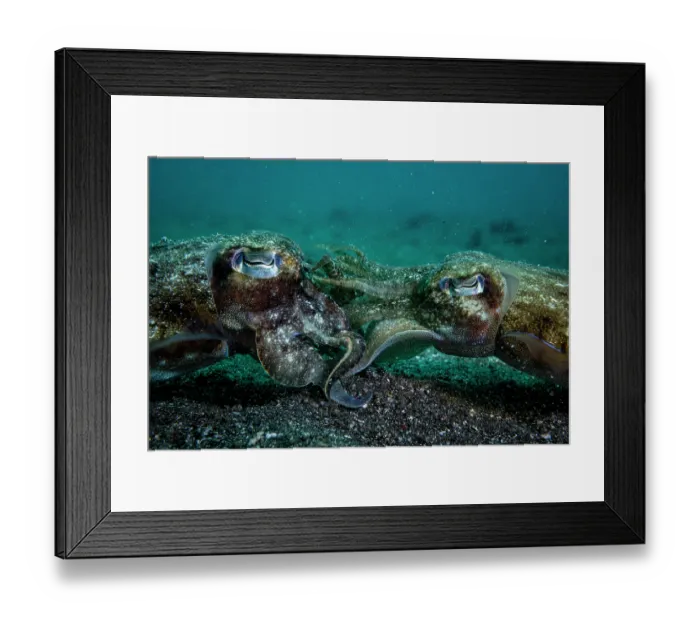Framed Print : Golden cuttlefish (Sepia esculenta) pair mating, male (right) transfering sperm to the female (left), Lembeh Strait, North Sulawesi, Indonesia, Pacific Ocean Framed Print : Golden cuttlefish (Sepia esculenta) pair mating, male (right) transfering sperm to the female (left), Lembeh Strait, North Sulawesi, Indonesia, Pacific Ocean
