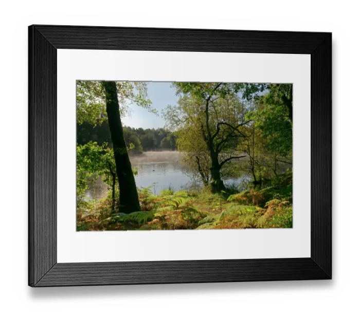 Framed Print : Morning mist rising from Cannop Ponds in early autumn, Forest of Dean, Gloucestershire, England, UK. October, 2024 Framed Print : Morning mist rising from Cannop Ponds in early autumn, Forest of Dean, Gloucestershire, England, UK. October, 2024