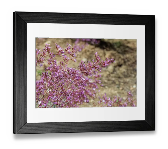 Framed Print : Pink immortelle (Limonium insigne) in flower, Cabo de Gata-Nijar Natural Park, Almeria, Spain. March Framed Print : Pink immortelle (Limonium insigne) in flower, Cabo de Gata-Nijar Natural Park, Almeria, Spain. March