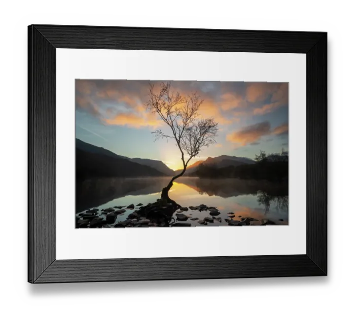 Framed Print : Silver birch (Betula pendula) backlit at sunrise with Snowdon / Yr Wyddfa in background, Llyn Padarn, Llanberis, Eryri National Park / Snowdonia, North Wales, UK. November, 2024 Framed Print : Silver birch (Betula pendula) backlit at sunrise with Snowdon / Yr Wyddfa in background, Llyn Padarn, Llanberis, Eryri National Park / Snowdonia, North Wales, UK. November, 2024