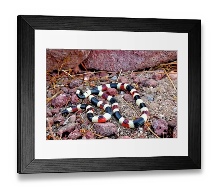 Framed Print : RF - Arizona coral snake (Micruroides euryxanthus) portrait, Arizona, USA. October. (This image may be licensed either as rights managed or royalty free.)