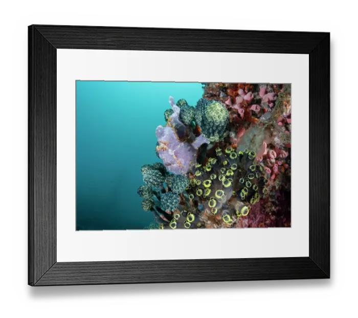 Framed Print : Painted frogfish (Antennarius pictus) between ascidians on a coral reef, Batangas marine protected area, Luzon, Philippines, Pacific Ocean Framed Print : Painted frogfish (Antennarius pictus) between ascidians on a coral reef, Batangas marine protected area, Luzon, Philippines, Pacific Ocean