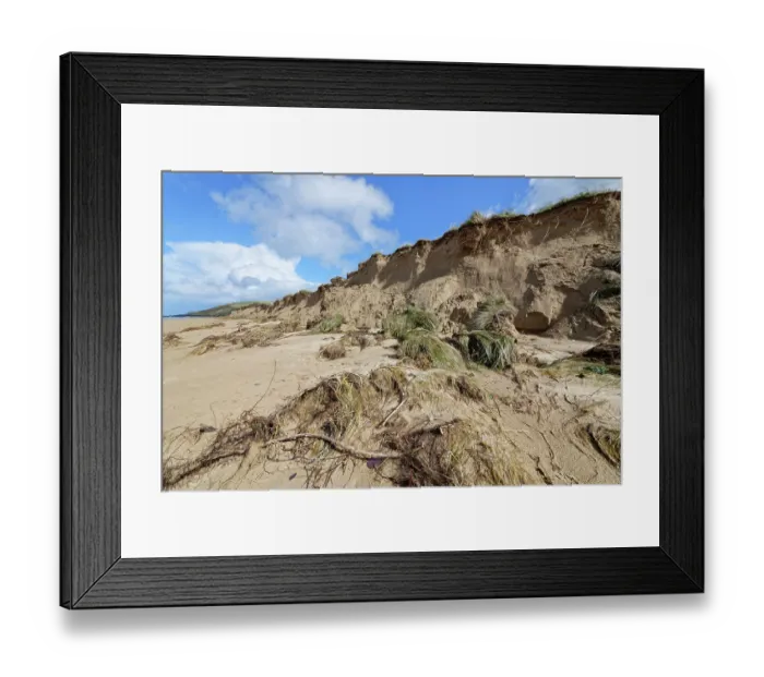 Framed Print : Sand dunes heavily eroded by winter storms and tidal surges, Daymer Bay, Trebetherick, Cornwall, England, UK. March, 2024
