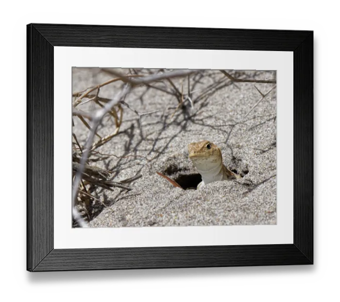 Framed Print : Spiny footed lizard (Acanthodactylus erythrurus) peering from its burrow in a sand dune below spiny Bitter lettuce (Launaea arborescens) bush, Cabo de Gata-Nijar Natural Park Framed Print : Spiny footed lizard (Acanthodactylus erythrurus) peering from its burrow in a sand dune below spiny Bitter lettuce (Launaea arborescens) bush, Cabo de Gata-Nijar Natural Park