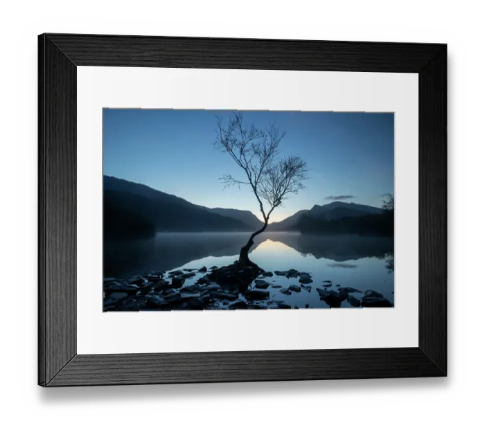 Framed Print : Silver birch (Betula pendula) in blue hour dawn light with Snowdon / Yr Wyddfa in background, Llyn Padarn, Llanberis, Eryri National Park / Snowdonia, North Wales, UK Framed Print : Silver birch (Betula pendula) in blue hour dawn light with Snowdon / Yr Wyddfa in background, Llyn Padarn, Llanberis, Eryri National Park / Snowdonia, North Wales, UK