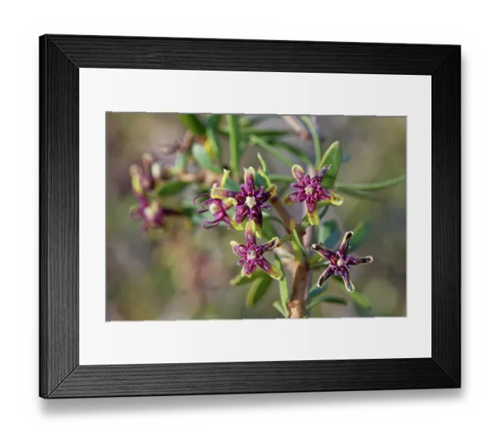 Framed Print : Silk vine (Periploca laevigata angustifolia) in flower, Cabo de Gata-Nijar Natural Park, Almeria, Spain. March Framed Print : Silk vine (Periploca laevigata angustifolia) in flower, Cabo de Gata-Nijar Natural Park, Almeria, Spain. March