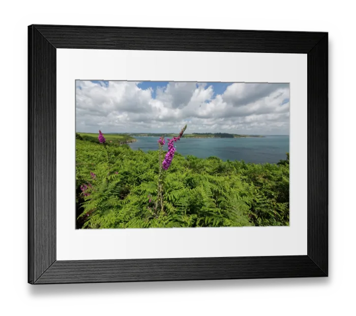 Framed Print : Foxgloves (Digitalis purpurea) flowering among Bracken (Pteridium aquilinum) on Dennis Head with the Helford River estuary in the background, Cornwall, England, UK. June Framed Print : Foxgloves (Digitalis purpurea) flowering among Bracken (Pteridium aquilinum) on Dennis Head with the Helford River estuary in the background, Cornwall, England, UK. June