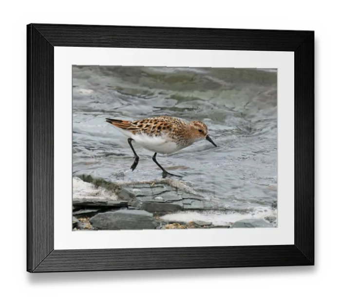 Framed Print : Little stint (Calidris minuta) foraging along the shore tideline, Tana fjord, Finnmark, Norway. June Framed Print : Little stint (Calidris minuta) foraging along the shore tideline, Tana fjord, Finnmark, Norway. June