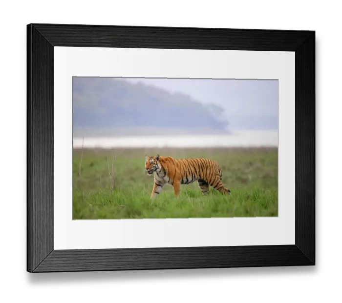 Framed Print : Bengal tiger (Panthera tigris tigris) male, walking in grassland, Dhikala, JIm Corbett National Park, Uttararakhand, India. Endangered Framed Print : Bengal tiger (Panthera tigris tigris) male, walking in grassland, Dhikala, JIm Corbett National Park, Uttararakhand, India. Endangered